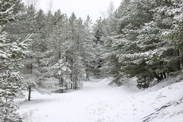 Güzel Avrupa kış çam ağacı ormanı kar manzarası. Fotoğraf soğuk bulutlu bir günde çekildi.. - Fotoğraf, Görsel