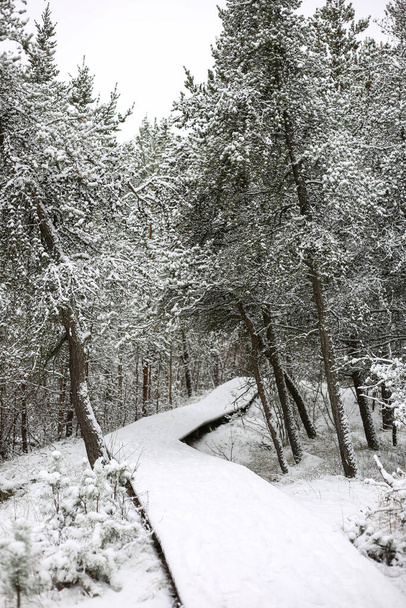 Sentier hivernal enneigé à travers la forêt. Photo prise le jour d'hiver venteux. - Photo, image