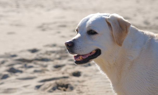 λευκό σκυλί στην παραλία σε μια ηλιόλουστη μέρα στις Κάτω Χώρες - Φωτογραφία, εικόνα