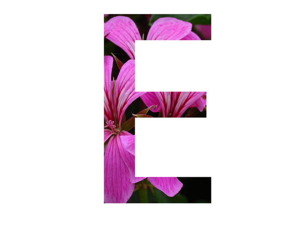 Letter E of the alphabet made with a pink flower of pelargonium, isolated on a white background - Fotó, kép