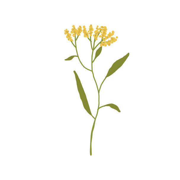 Beyaz arka planda izole edilmiş soyut sarı kır çiçeği - Vektör, Görsel
