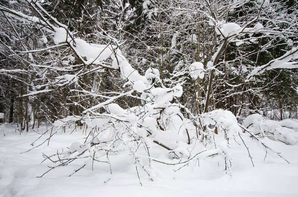 Bush under snow in winter forest, Russia - Фото, изображение
