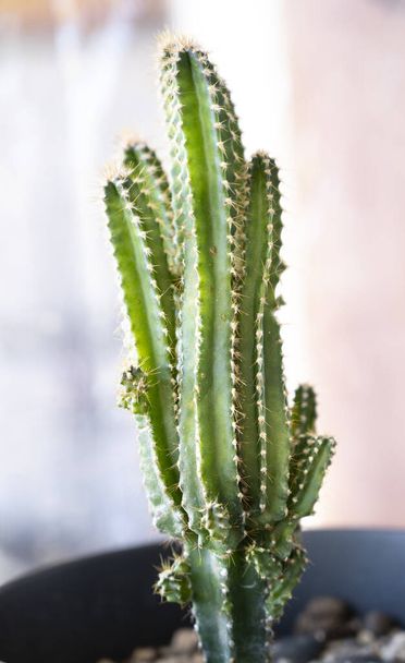 una pequeña planta de cactus cultivada en macetas - Foto, Imagen
