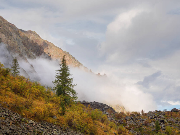 Барвистий осінній пейзаж з горою і хвойними деревами на пагорбі з видом на лісову гору в золотому сонячному сяйві в низьких хмарах. Сонячні жовті схили в тумані
. - Фото, зображення