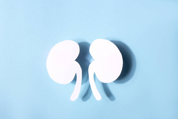 Model of a human kidney shaped white paper on a blue background. World kidney day - Photo, image