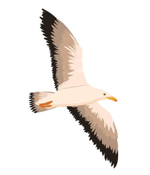векторная иллюстрация летающей чайки на белом фоне - Вектор,изображение