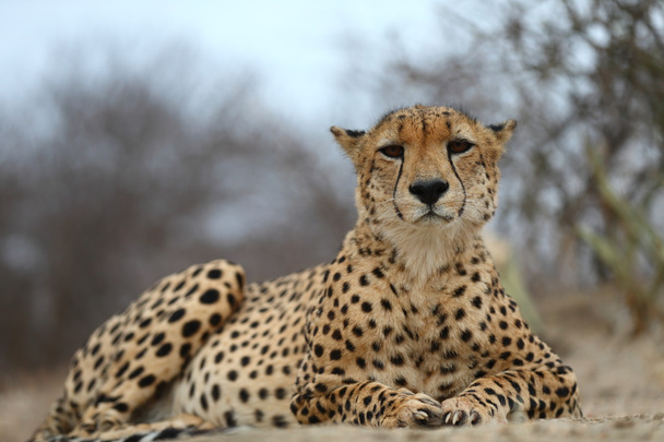 Afrikanischer Gepard - Foto, Bild
