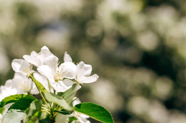 Blooming apple tree close-up.Natural and floral background.Selective focus,copy space. - Фото, зображення