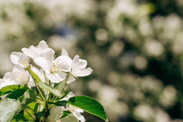 Blooming apple tree close-up.Natural and floral background.Selective focus,copy space. - Фото, зображення