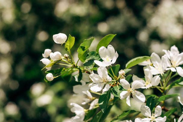 Blooming apple tree close-up.Natural and floral background.Selective focus. - Fotografie, Obrázek