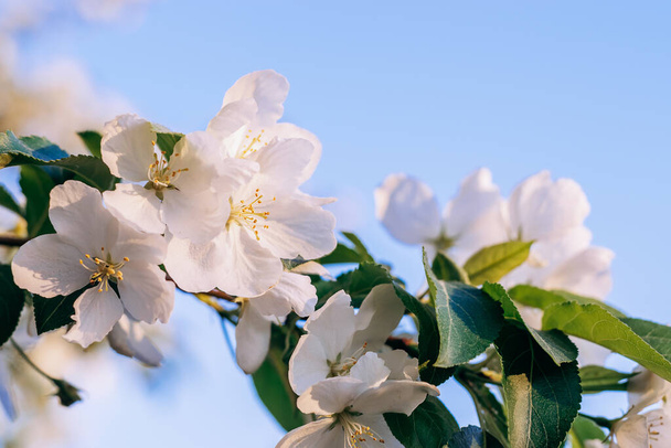 Blooming apple tree on the background of blue sky close-up.Natural and floral background - Фото, зображення