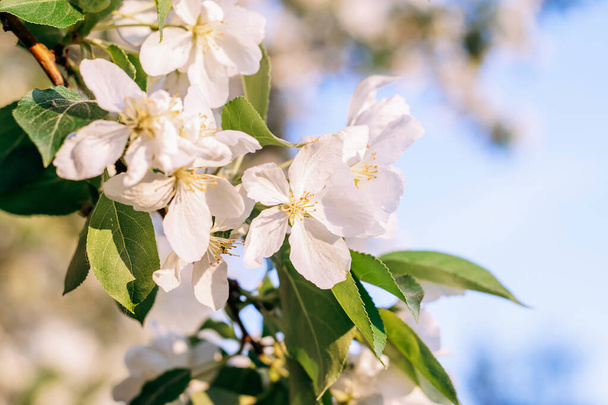 Blooming apple tree on the background of blue sky close-up.Natural and floral background.Copy space. - Фото, зображення