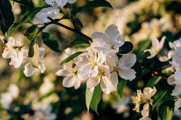 Blooming apple tree close-up.Natural and floral background.Selective focus. - Фото, зображення