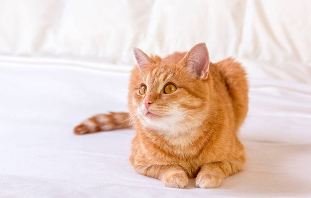 Cute ginger cat lying on the blanket on the bed at home. The cat looks intently at its prey. The cat is ready to jump. Home background - Photo, Image