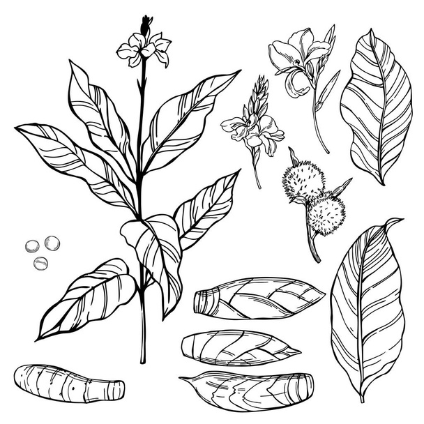 Hand-drawn Canna indica (West Indian Arrow-Root, Maranta arundinacea, Australian arrowroot, Myrantacae).  Plant, flowers and roots. Vector sketch  illustration. - Vector, Image