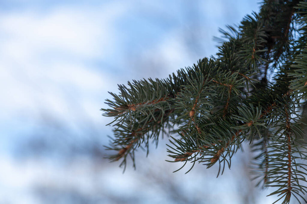 L'épinette bleue (Picea pungens), également connue sous les noms d'épinette verte, d'épinette du Colorado ou d'épinette bleue du Colorado - Photo, image