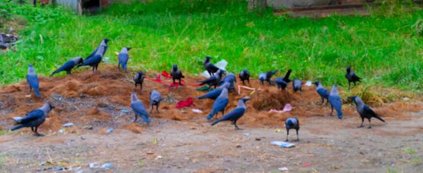 Zamazane kruki domowe, Corvus splendens lub indyjskie kruki szaro-szyjne zebrały się, aby zbierać żywność z ziemi. Howrah, Zachodni Bengal, Indie. - Zdjęcie, obraz