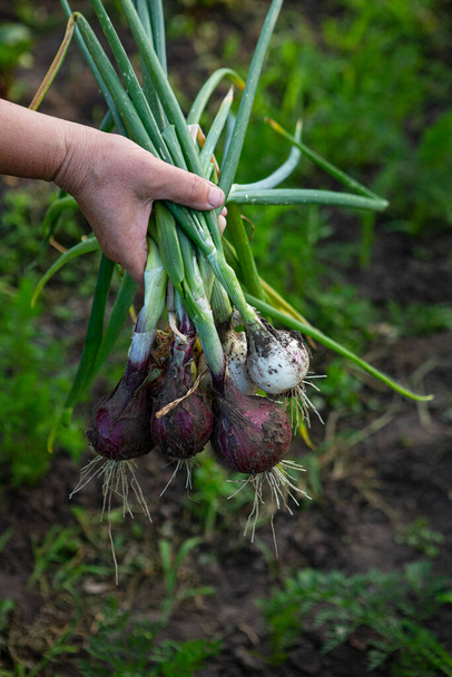 Harvest of onion bulb in hands outdoor - Photo, image