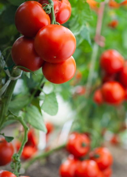 Tomates amadurecendo em uma estufa
 - Foto, Imagem