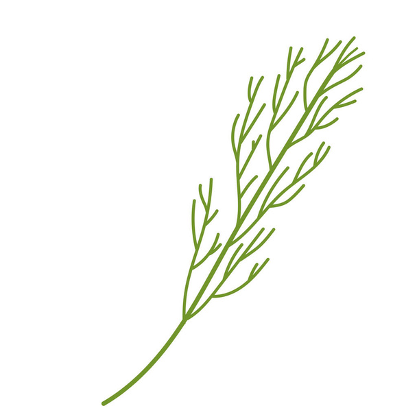 One green sprig of dill. Useful greens for salad. Vector illustration on a white background - Vector, Image