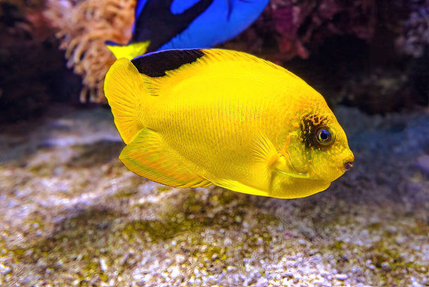 Yellow Woodheads Angelfish - Photo, Image