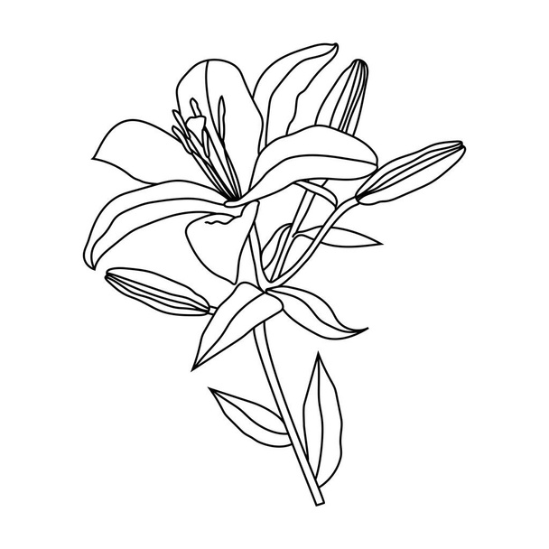 Desenho de linha vetorial de lírio de flor. Isolamento ilustração sobre um fundo branco - Vetor, Imagem
