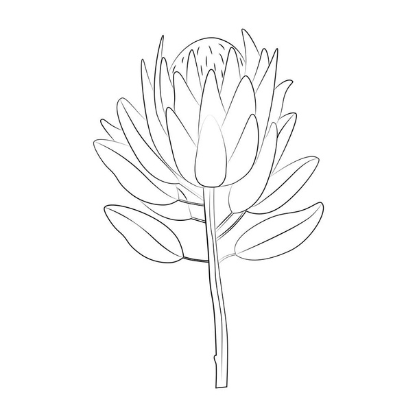 Dibujo de línea vectorial de la flor de protea sobre un fondo blanco - Vector, imagen