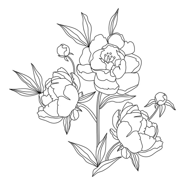 Peonía flor vector línea dibujo sobre un fondo blanco - Vector, Imagen