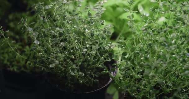 Καλλιεργούνται βότανο του θυμαριού microgreens ποτίζονται σε αργή κίνηση, κάθετη καλλιέργεια microgreens, vitaminized superfood, 4k 60p Prores - Πλάνα, βίντεο