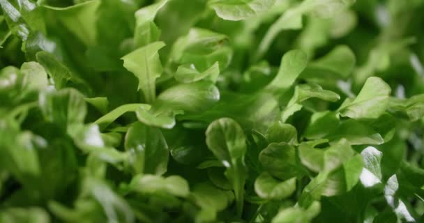 Makro görüntüler: büyüyen salata mikroçim yaprakları, dikey tarım yeşillikleri, vitaminli süper yiyecekler, ev işi, 4k 60p Prores - Video, Çekim