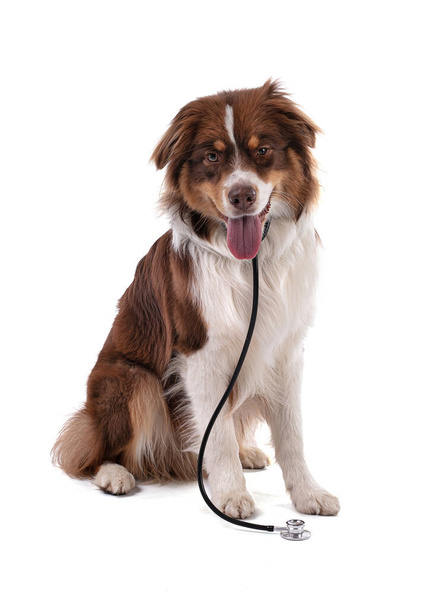 Australian Shepherd with stethoscope isolated on a white background - Foto, Imagen