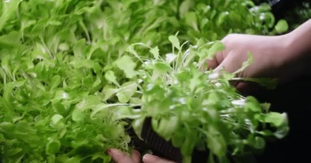 Αγρότης βάζει δίσκο με καλλιεργημένη σαλάτα μικροπράσινα, καλλιέργεια βιταμινούχο superfood, κάθετη καλλιέργεια χόρτα, κατ 'οίκον επιχείρηση, 4k 60p Prores - Πλάνα, βίντεο