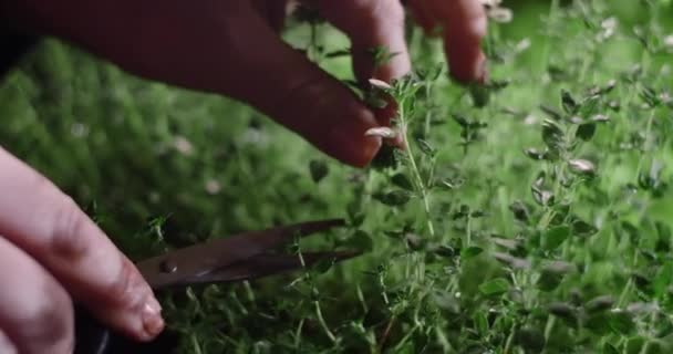 Тимьян срезают ножницами прямо с грядки, где он был выращен, вертикальное выращивание трав и зелени, семейный бизнес, 4k 60p Prores - Кадры, видео