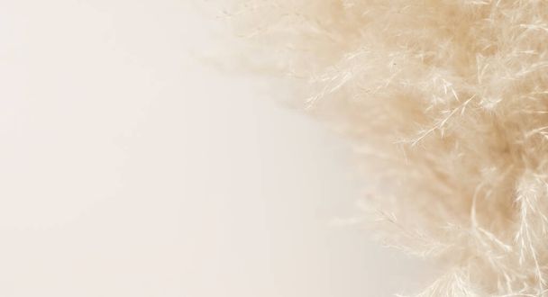Сушена трава пампушок на бежевому фоні
 - Фото, зображення