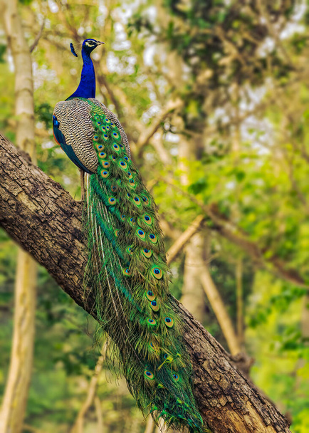 孔雀は長い羽の尾を持つ木に座っている - 写真・画像