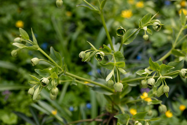 Helleborus foetidus groeit en bloeit in het voorjaar in de tuin - Foto, afbeelding