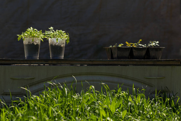 Planta cultivada de sementes de tomates temperados em copos de plástico fora, sob luz solar aberta. - Foto, Imagem