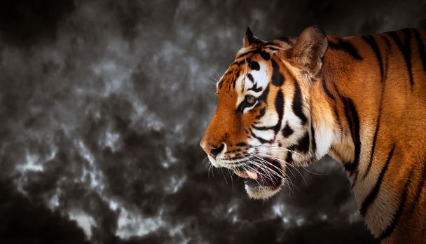 Tigre salvaje buscando
 - Foto, imagen