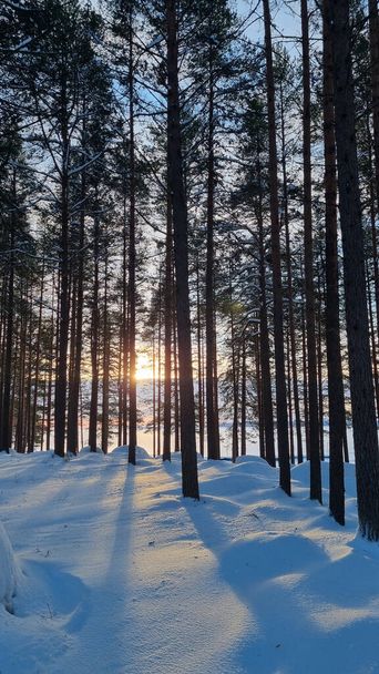 snow covered pine forest in winter at sunset - Photo, Image