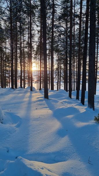 snow-covered pine forest in winter and shadows from trees - Photo, Image