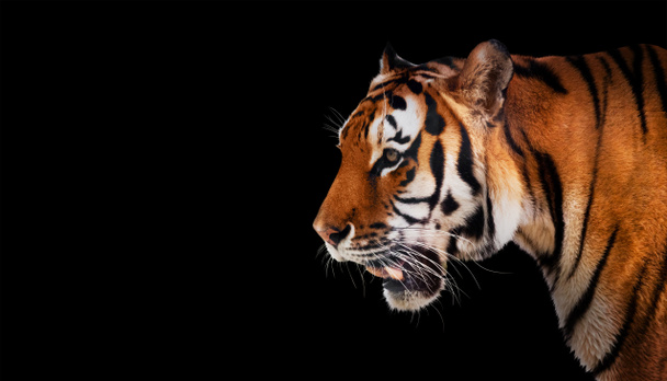 dziki Tygrys - Zdjęcie, obraz