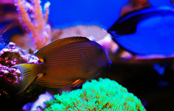 Blue Eye Tang Fish, Diente de cerda de dos macetas - Ctenochaetus binotatus - Foto, imagen