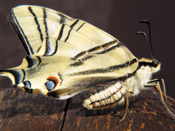 Machaon borboleta empoleirada em uma velha madeira
 - Foto, Imagem