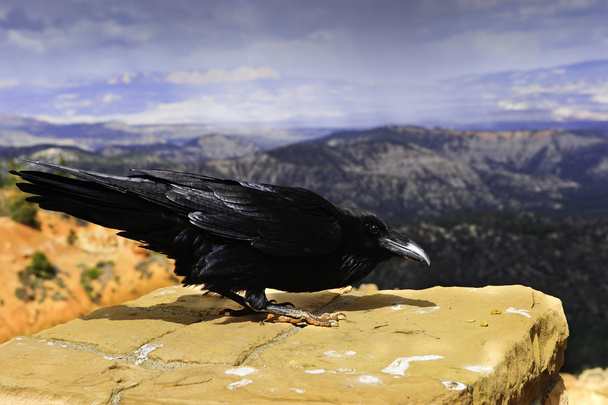 Raven Bryce Canyon - Photo, Image