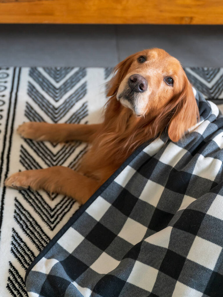 Golden Retriever lying on carpet with quilt - Foto, afbeelding