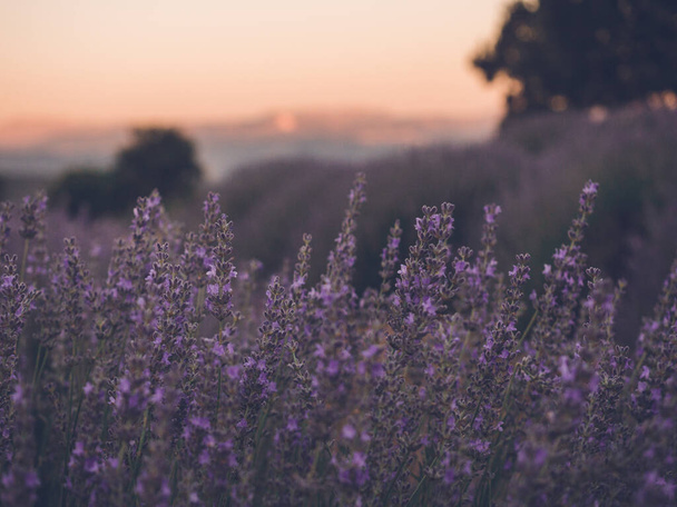 Lavender field at sunset time, summer season - Фото, зображення