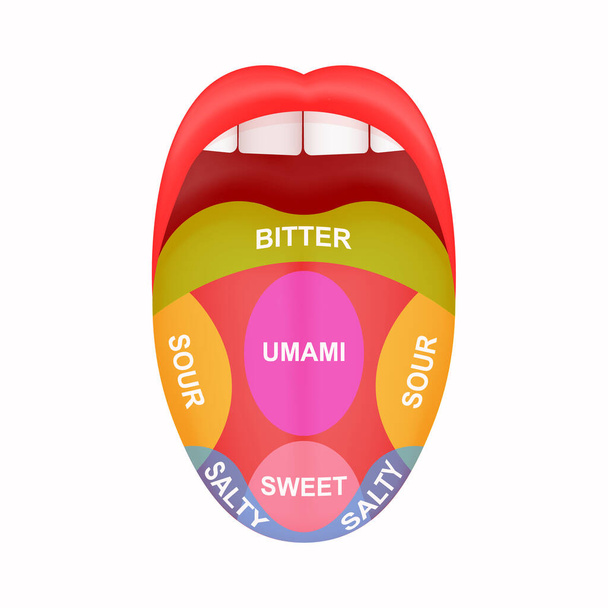 Ausgestreckte Zunge mit Karte, die bittere, saure, salzige, süße und Umami-Zonen markiert. Mythos der menschlichen Geschmacksnerven. Offener menschlicher Mund  - Vektor, Bild