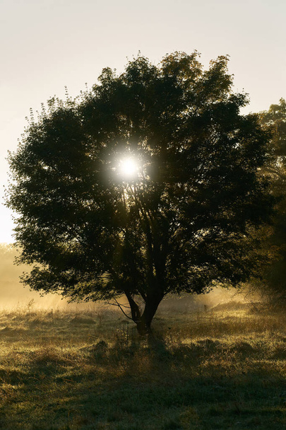 Feldahorn, Acer campestre in einem Park bei Magdeburg am frühen Morgen mit Gegenlicht                                - Foto, Bild