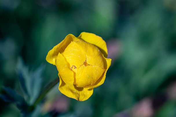 Квітка Троллія європея в горах, макро
 - Фото, зображення