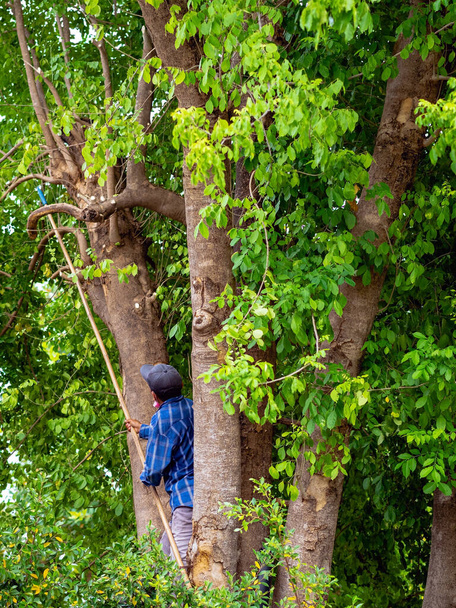 木の上に見た剪定を使用してアジアのプロの庭師のトリミング植物。ツリー外科医やアーボリストは、庭の木の枝を切り取ります。男が手で木を見た。庭園整備の仕事. - 写真・画像